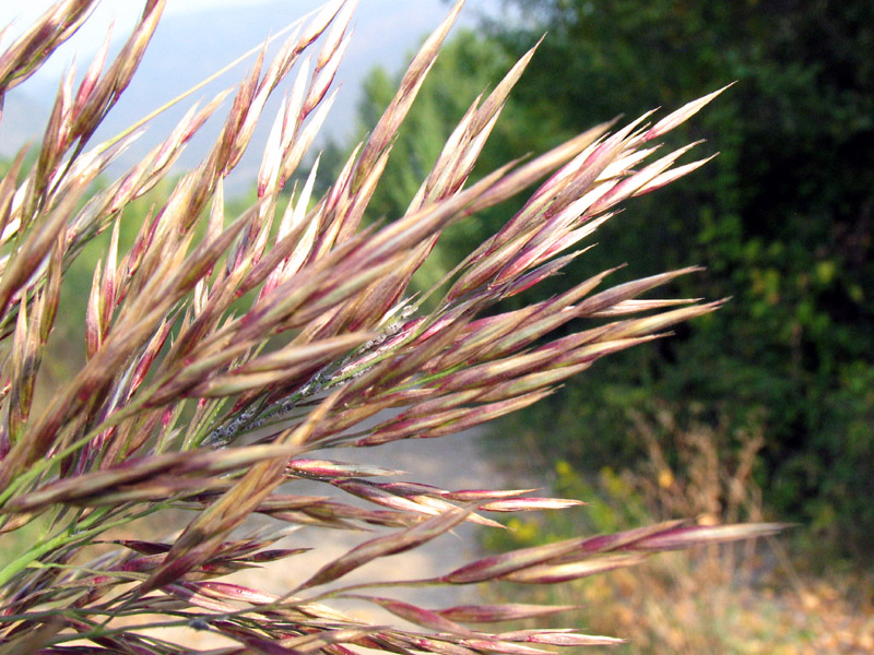 Arundo donax L. / Canna domestica.